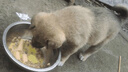 麥富迪 狗糧 藻趣兒通用全價(jià)犬糧小中大型犬泰迪柯基金毛拉布拉多 【熱銷(xiāo)】成犬糧40斤裝 曬單實(shí)拍圖