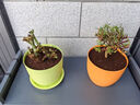 玫瑰花苗老樁特大花花卉綠植物盆栽月季薔薇室內(nèi)外陽臺四季 玫瑰花老樁/顏色混搭3棵 曬單實(shí)拍圖