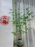 苔玉紅觀音竹苔蘚球紅桿觀音竹水培竹子室內(nèi)水養(yǎng)綠植四季常青盆景 苔玉紅觀音1球 曬單實拍圖