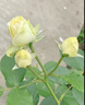 月季花苗四季開(kāi)花大花濃香型灌木月季苗庭院陽(yáng)臺盆栽地栽玫瑰花苗 奶油龍沙【大花濃香，多季節開(kāi)花】 扦插小苗15-25cm高 1棵 曬單實(shí)拍圖