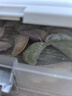 比莉熊（Billy Bear）果蔬餃子皮 500g 單盒裝 無(wú)添加防腐 無(wú)堿 早餐 水餃 蒸餃 曬單實(shí)拍圖