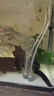 靜沃便攜式充電增氧泵戶外釣魚養(yǎng)魚增氧機(jī)過濾器氧氣泵增氧泵增氧機(jī) 迷你（雙孔）充電式增氧泵+配件 曬單實(shí)拍圖
