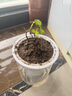 薄荷盆栽好養留蘭香驅蚊植物綠植留蘭香花卉綠植香草植物 薄荷+透明吸水盆 曬單實(shí)拍圖