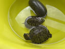 桑島高鈣龜糧烏龜飼料巴西烏龜鱷龜草龜陸龜2mm通用飼料440g 曬單實(shí)拍圖