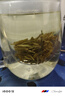 西湖牌2025新茶上市春茶綠茶 明前特級龍井茶葉罐裝50g 自飲送禮 曬單實拍圖