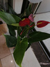 水培紅掌盆栽帶花一帆風(fēng)順花卉植物室內(nèi)好養(yǎng)綠植鴻運當頭四季開花 特價紅掌1-3花（原盆） 曬單實拍圖