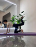 范斯蒂克帶胸墊瑜伽服女套裝新款短袖上衣高級(jí)感運(yùn)動(dòng)健身普拉提訓(xùn)練服 白色短袖上衣固定杯胸墊 S建議體重100斤以下 均碼 曬單實(shí)拍圖
