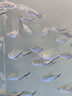 創(chuàng)星魚缸過濾器過濾桶循環(huán)水泵系統(tǒng)全套龜缸三合一周轉過濾箱靜音殺菌 【UV殺菌】80-150CM缸（大流量選擇）CFS 【搭配前置過濾桶】套裝 曬單實拍圖