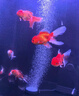 ds迪順魚缸2025新款超白玻璃底濾金魚缸水族箱落地客廳家用魚缸 亮光黑底濾（升級七色變光） 40*40*125cm 缸高70 底濾 曬單實拍圖