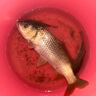 一味VIX魚(yú)竿化氏超輕超硬鰱鳙釣魚(yú)竿手竿臺(tái)釣竿野釣魚(yú)桿手桿 6.3m 【現(xiàn)貨】冰藍(lán)粉VIX 曬單實(shí)拍圖
