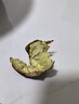 探味先生丹東板栗 新鮮栗子 生板栗 產(chǎn)地直發(fā) 新鮮蔬菜 時(shí)令生鮮 凈重 4.5斤 中果 曬單實(shí)拍圖