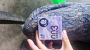 大象003超薄避孕套水潤(rùn)?quán)｀?8只(含贈(zèng)) 果凍玻尿酸安全套男女計(jì)生用品 曬單實(shí)拍圖