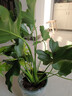 春羽綠植盆栽室內客廳花卉水培土培好養活辦公室綠蘿春雨水培植物 特大春雨：40-55高【2顆】原土發(fā)貨+肥料 水培土培都可以 曬單實(shí)拍圖