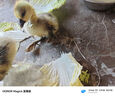 潮汕正宗獅頭鵝苗純種一斤特大種汕頭獅頭鵝活苗小獅頭鵝成年幼苗 8只（每只3兩左右） 曬單實(shí)拍圖