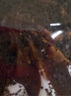 嫚熙（EMXEE）嬰兒口水巾寶寶紗布圍嘴純棉薄款圍兜可旋轉(zhuǎn)按扣【禮盒裝 3條】 夢幻樂園+綺幻花信+精靈密語 曬單實拍圖