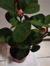 小盼菩提樹(shù)盆栽帶果發(fā)貨室內(nèi)客廳辦公室桌桌擺植物辦公室四季花卉 菩提【帶果發(fā)貨】原盆原土 曬單實(shí)拍圖