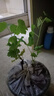 陽(yáng)光玫瑰葡萄樹(shù)苗盆栽帶土果樹(shù)苗南北方種植葡萄苖包成活當年結果 藤稔葡萄【兩顆裝】帶土帶葉 包成活 30cm(含)-40cm(不含) 曬單實(shí)拍圖