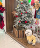 阿莫爾狗狗衣服秋冬季卡通加厚保暖可愛(ài)四腳絨衣貓咪寵物可牽引圓領(lǐng)衛衣 黃色小雞【可牽引】 M 建議5-7斤 具體參考尺碼表 曬單實(shí)拍圖