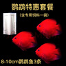 樂(lè )淘逸寵血紅鸚鵡魚(yú)活體發(fā)財魚(yú)財神魚(yú)大型熱帶觀(guān)賞魚(yú)淡水好養 9-10cm血鸚鵡3條 曬單實(shí)拍圖