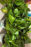 雙盟綠蘿盆栽除甲醛花卉綠植辦公室新房?jī)艋諝?120款10盆源頭直發(fā) 曬單實(shí)拍圖