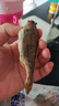 趕海弟香酥小黃魚(yú)即食魚(yú)干黃魚(yú)酥即食孜然味小黃魚(yú)酥35g學(xué)生海味零食 曬單實(shí)拍圖