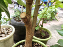 國(guó)光多菌靈殺菌劑花卉苗木水果蔬菜園藝葉斑病赤霉病通用殺菌500g 曬單實(shí)拍圖