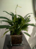 白掌一帆風(fēng)順盆栽植物室內(nèi)花卉綠植水養(yǎng)四季開花新手好養(yǎng)活 白掌1盆（繁星盆） 曬單實拍圖