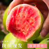 粵迎紅心軟糯芭樂果園新鮮現(xiàn)摘【產(chǎn)地直發(fā)】番石榴應季廣西低糖水果 5斤甄選果【香甜好吃】凈4.5斤 曬單實拍圖