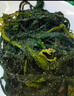 溢源【源頭直發(fā)】有機鹽漬海帶苗 鹽漬海帶芽嫩苗涼拌涼菜煲湯 500g*5包有機大苗加送250g苗 曬單實拍圖