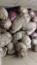 京地達山東牛奶小芋頭 凈重4.5斤 單果30g+ 軟糯香甜大小均勻源頭直發(fā) 曬單實拍圖
