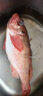 賣魚七郎紅石斑魚凈重3.2斤-3.4斤共2條海捕鮮活冷凍大眼魚整條富貴魚魚類 曬單實(shí)拍圖