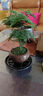 喜鵲說(shuō)文竹盆栽綠植室內云竹盆景植物四季常青茶桌客廳防輻射花卉好養 文竹-舍得盆-密胺托盤(pán) 帶盆栽好 曬單實(shí)拍圖