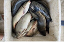 高濃度花香荔枝蜜味肥水黑坑猾口鯉魚(yú)鯽魚(yú)餌料添加劑大瓶釣魚(yú)小藥 荔枝蜜500ml 曬單實(shí)拍圖
