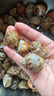花螺海鮮鮮活新鮮冷凍批發(fā)特大號(hào)海螺東風(fēng)貝類海鮮水產(chǎn)田螺類即食 花螺大號(hào)1斤【40-50個(gè)/斤】 曬單實(shí)拍圖
