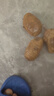 正宗云南牛奶小芋頭新鮮紅芽毛芋頭當季芋艿香芋現(xiàn)挖現(xiàn)發(fā)3批發(fā)5斤 5斤 中果50-90g(雞蛋大小) 曬單實拍圖