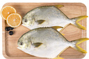 翔泰海南深海金鯧魚700g 2條 燒烤 火鍋 生鮮魚類 BAP認(rèn)證 海鮮水產(chǎn) 曬單實拍圖