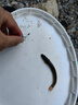溪流面筋餌料野釣石斑魚(yú)馬口小白條鯽魚(yú)餐條釣魚(yú)免洗急流濃腥魚(yú)餌 升級免洗面筋餌250g 曬單實(shí)拍圖