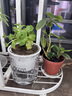 薄荷盆栽好養留蘭香驅蚊植物綠植留蘭香花卉綠植香草植物 薄荷+透明吸水盆 曬單實(shí)拍圖