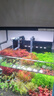 尼特利AT5S水草燈530S三代專業(yè)級全光譜led伸縮魚缸燈專用植物補光燈 曬單實拍圖