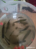 魚(yú)網(wǎng)捕魚(yú)神器捉尼龍漁網(wǎng)籠黃鱔籠抓魚(yú)螃蟹籠餌料多孔八角 單層6進(jìn)口(送餌料)可折疊傘籠 曬單實(shí)拍圖