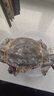 舟山梭子蟹鮮活特大野生大螃蟹新鮮冷凍海鮮水產(chǎn)海蟹飛蟹白蟹順豐 7-9兩/只【5斤凈重 特大肥壯】 曬單實(shí)拍圖