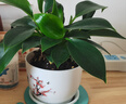 【吸甲醛植物】大葉金鉆盆栽室內(nèi)綠植辦公室客廳四季常青水培好養(yǎng) 一盆金鉆+塑料梅花盆 一盆三顆【下單就送顆粒肥】 曬單實(shí)拍圖