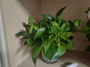 雙盟綠蘿盆栽除甲醛花卉綠植辦公室新房凈化空氣180加侖4盆裝源頭直發(fā) 曬單實拍圖
