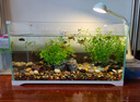 森森 超白玻璃小魚(yú)缸HWK-600P裸缸款水草缸金魚(yú)缸小型水族箱水草缸  曬單實(shí)拍圖