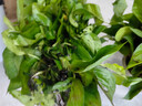 小冤家綠蘿盆栽室內(nèi)花卉綠植綠籮水養(yǎng)花卉盆景桌面辦公客廳水培大葉綠色 精品180#綠蘿1盆裝【買2盆送1盆】 曬單實(shí)拍圖