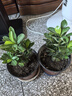 【夏季新品】稀有多頭沙漠玫瑰重瓣老樁濃香多肉綠植四季室內(nèi)外 多色花    根直徑（2-4公分） 帶黑色育苗盆發(fā)貨 曬單實(shí)拍圖