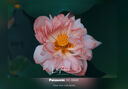 松下S5M2+（50mm F1.8） 白盒單鏡頭定焦套裝  全畫幅微單相機(jī) 約2420萬(wàn)有效像素 新相位混合對(duì)焦 曬單實(shí)拍圖