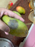 壹萌果蔬金煌芒芒果 當(dāng)季現(xiàn)摘廣西大芒果新鮮水果青皮芒果整箱送禮 5斤精品果【單果150g+】 凈4.5斤 曬單實(shí)拍圖