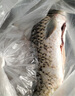  鮮活大鯉魚1-1.25kg/條 曬單實(shí)拍圖