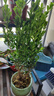 黃楊盆景老樁桌面植物室內(nèi)外茶幾綠植小盆栽庭院造型樹(shù)苗四季常青 大黃楊+梅青618瓷盆+苔蘚+送底托 帶盆栽好 曬單實(shí)拍圖